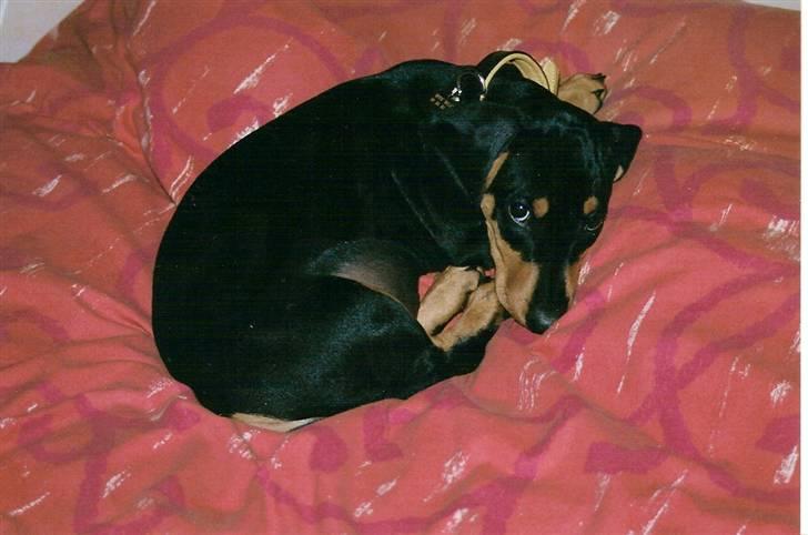 Gravhund Demitri - jeg er træt billede 3