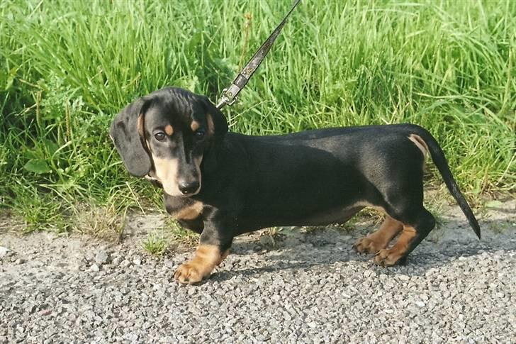 Gravhund Demitri - 3 måneder billede 4