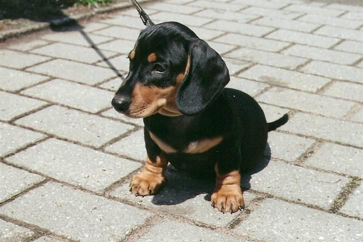 Gravhund Demitri - her er jeg 9 uger billede 5