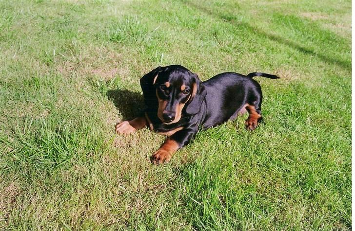 Gravhund Demitri - i haven billede 6