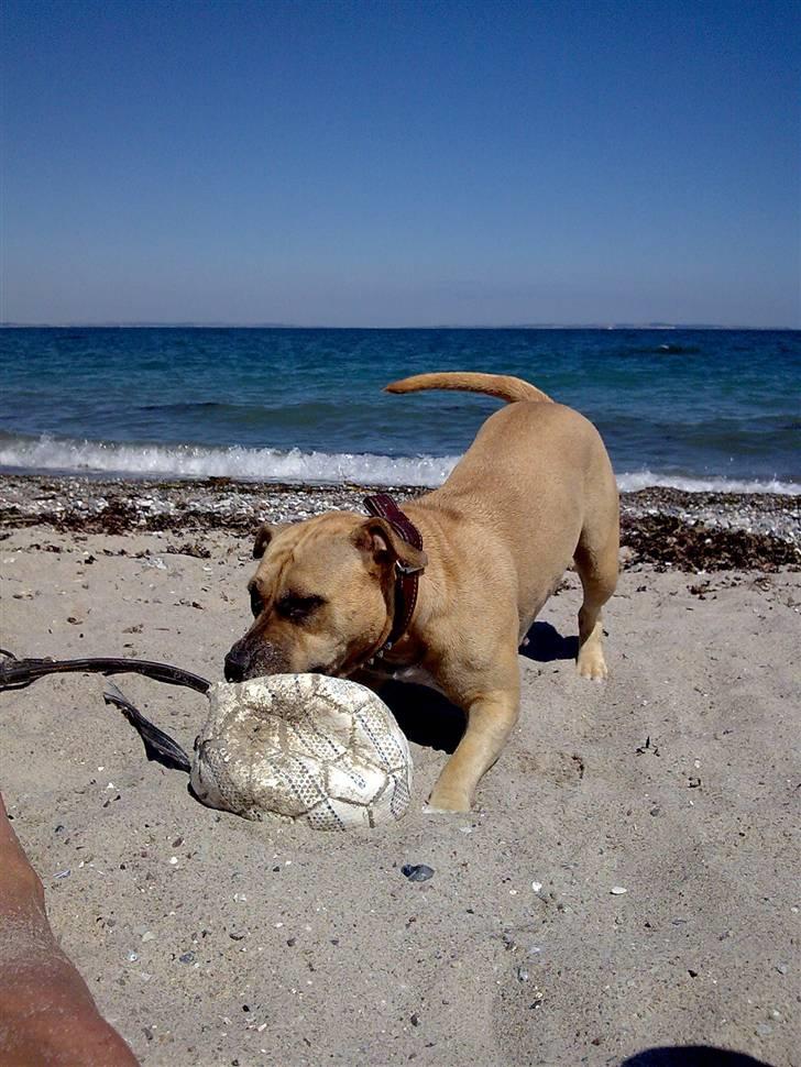 Amerikansk staffordshire terrier mille - taget i skoven sep 2007 billede 4