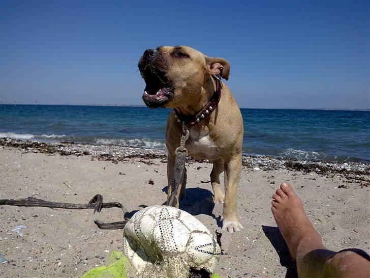 Amerikansk staffordshire terrier mille - taget ved ajstrup strand juli2008 billede 5