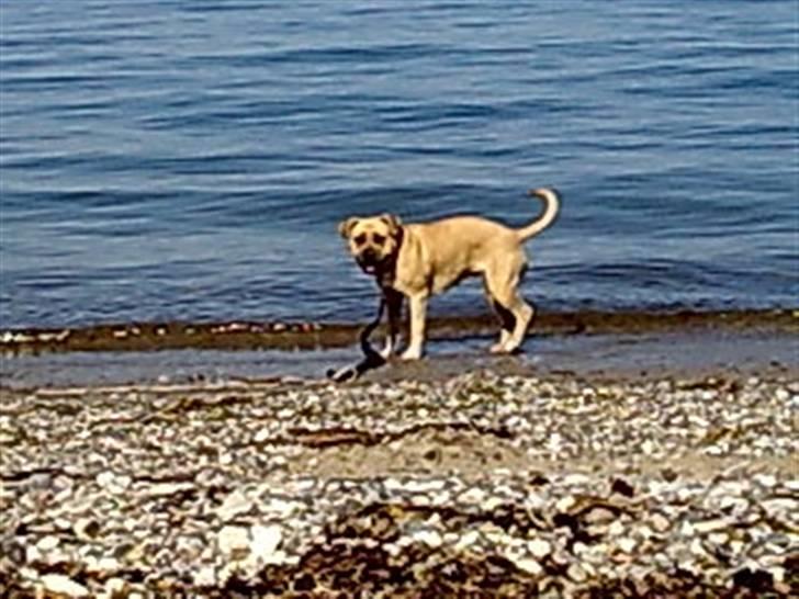 Amerikansk staffordshire terrier mille - taget ved ajstrup strand juli2008 billede 6