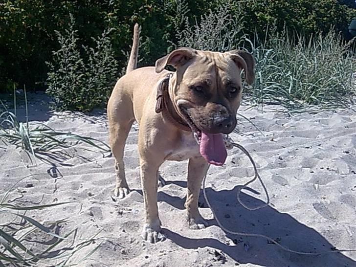 Amerikansk staffordshire terrier mille billede 7