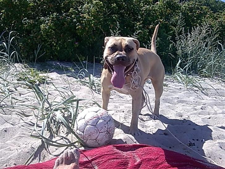 Amerikansk staffordshire terrier mille - mon lillebror gider spille bold? billede 8