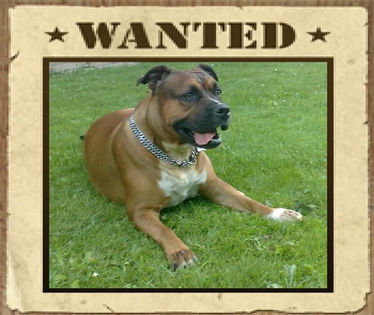 Staffordshire bull terrier Dora (ikk min mere) - Se hva jeg kan ha ha:) billede 1