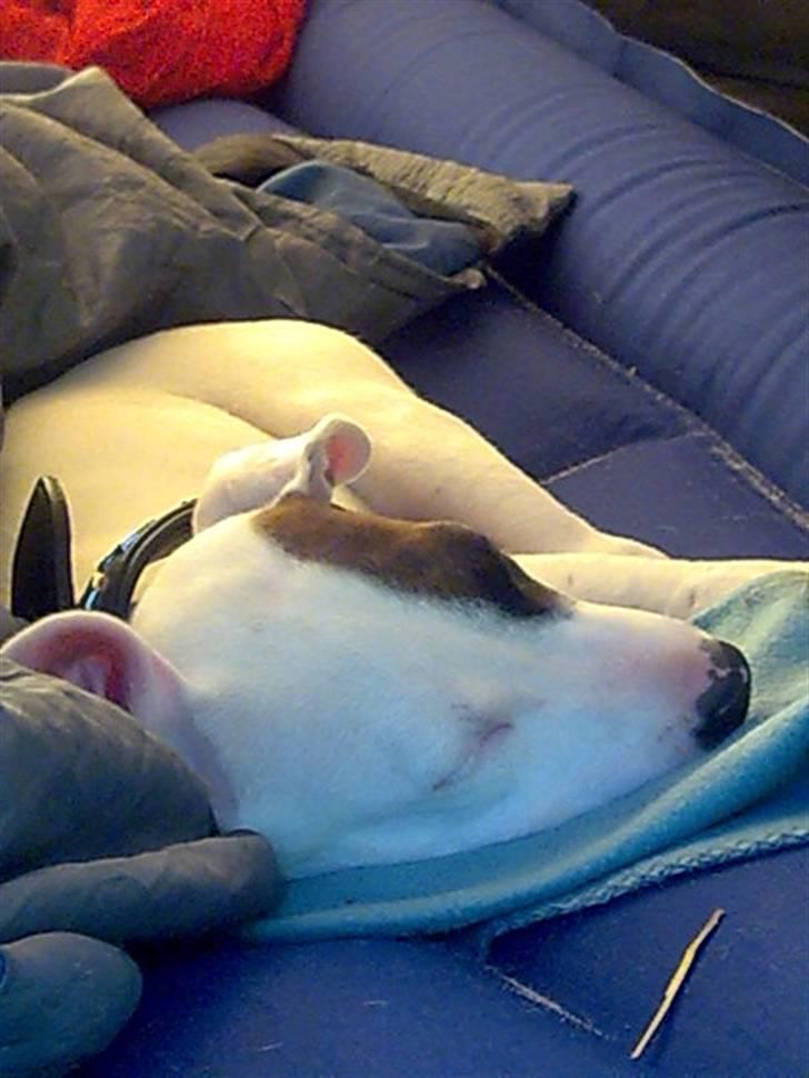 Amerikansk staffordshire terrier mille - samme dag i ajstrup dette er en lille fyr på ca 10 uger som vi passede i 3 uger(det var en fornøjelse billede 9