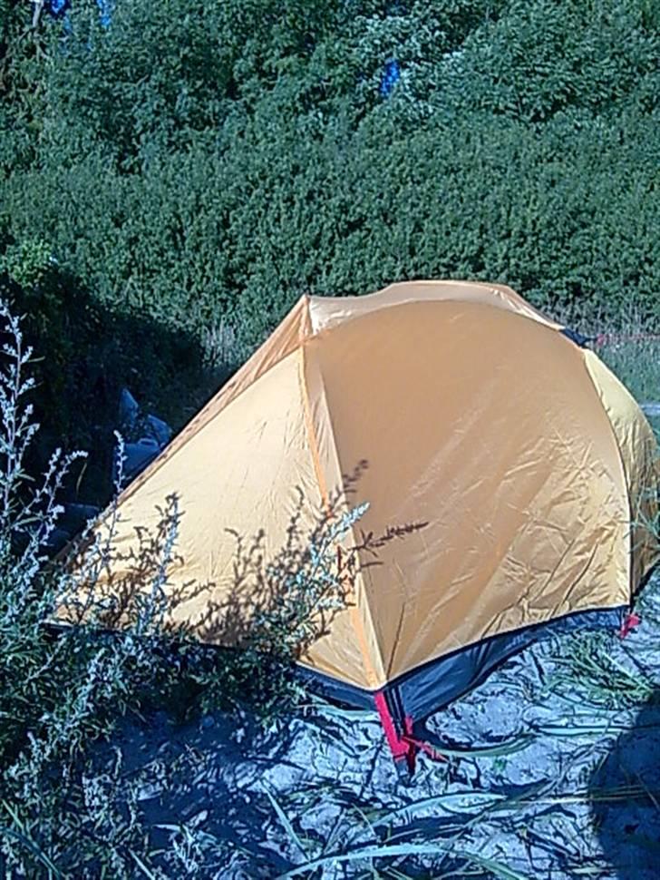 Amerikansk staffordshire terrier mille - det lille telt vi overnattede i med hunden mille og hvalpen lillebror nede v vandet i 4 døgn billede 10