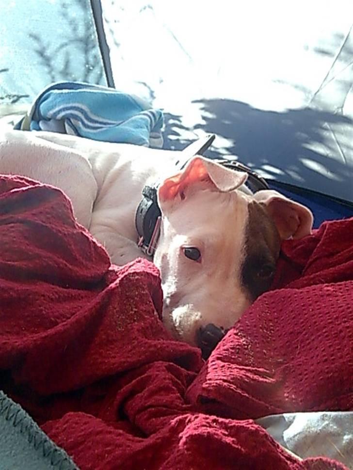 Amerikansk staffordshire terrier mille - med mor og far på telttur sep 2007 billede 11