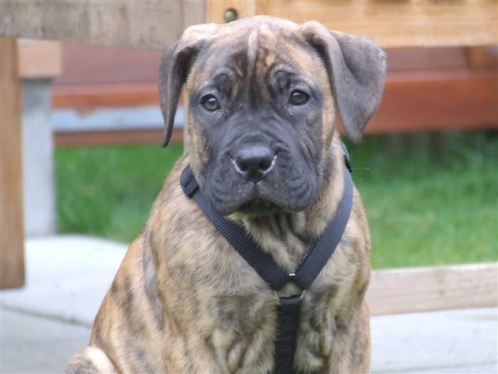 Boerboel BOELSPLAAS AGNES - 10 uger billede 16