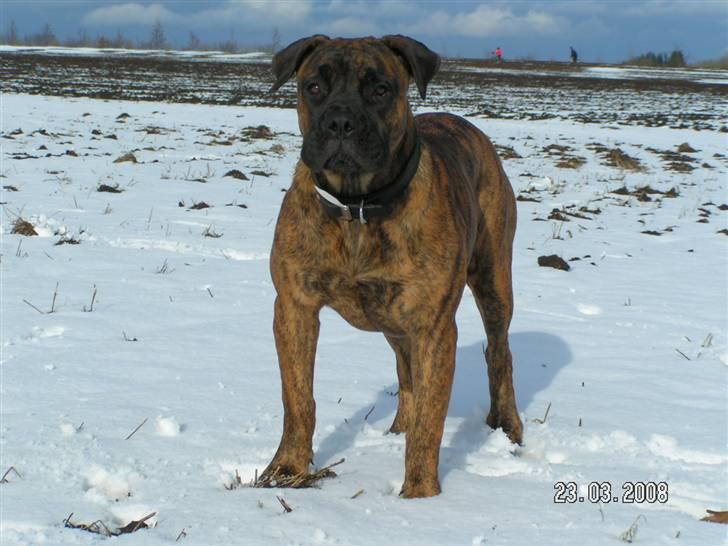 Boerboel BOELSPLAAS AGNES - 9 mdr billede 17