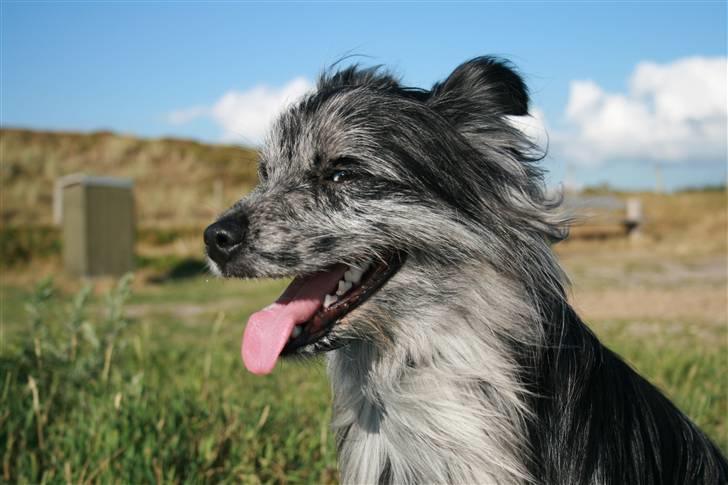 Pyrenæisk hyrdehund Coby Blue - Coby billede 1