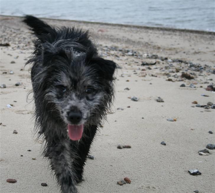 Pyrenæisk hyrdehund Coby Blue - Dejligt med en løbetur på stranden billede 2