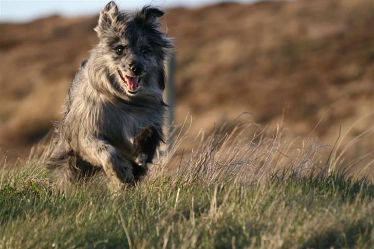 Pyrenæisk hyrdehund Coby Blue - I fuld fart billede 3