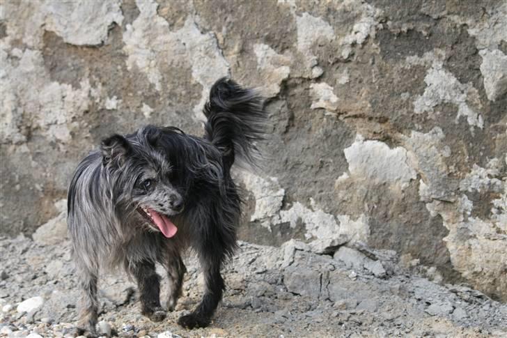 Pyrenæisk hyrdehund Coby Blue - Coby billede 4