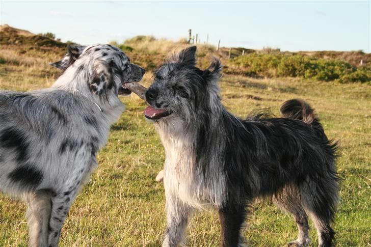 Pyrenæisk hyrdehund Coby Blue - Coby med favoritlegekammeraten Ziz (australian shepherd) billede 5