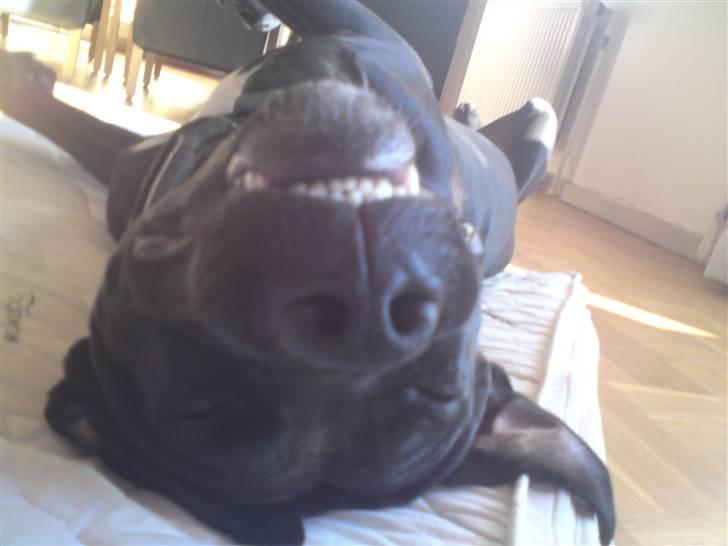 Amerikansk staffordshire terrier Heros (Omplaceret) - SNOOOORK! billede 9