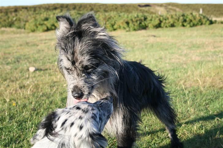 Pyrenæisk hyrdehund Coby Blue - Coby med Ziz - hun er så sød, at han laver "legeører" billede 6