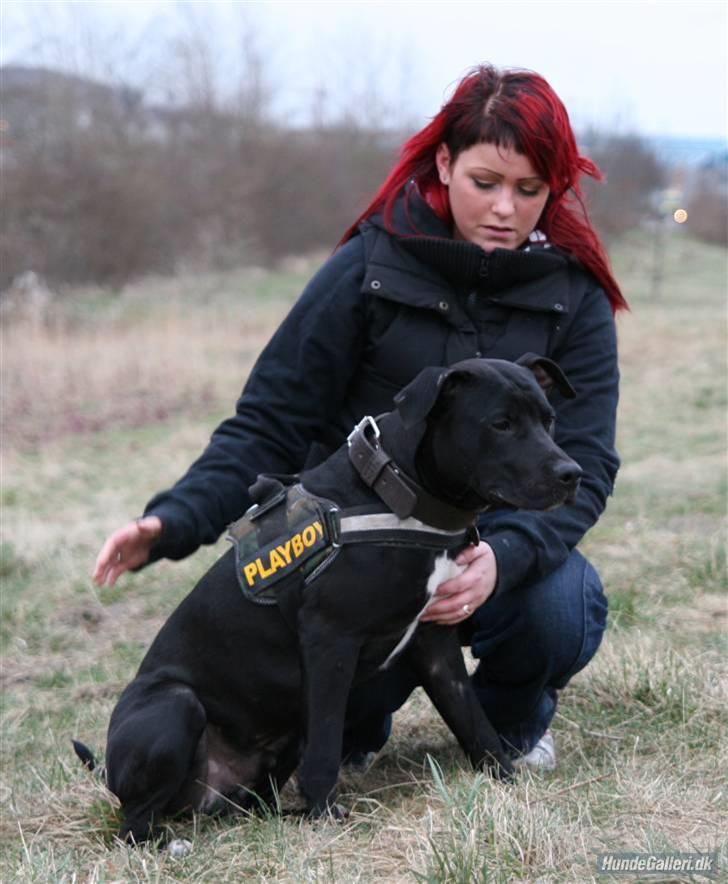 Amerikansk staffordshire terrier Heros (Omplaceret) billede 10