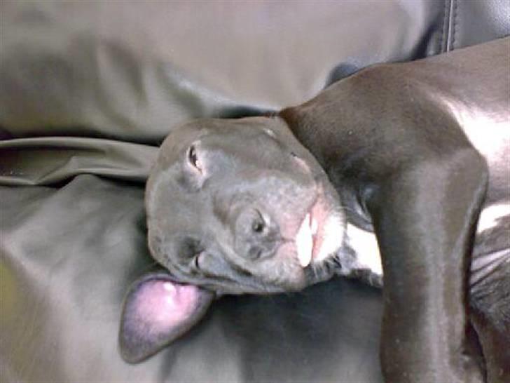 Amerikansk staffordshire terrier Heros (Omplaceret) - Spil død!! Ej han sover bare den lille engel :D billede 11