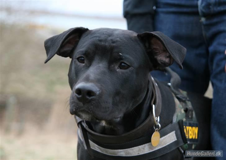 Amerikansk staffordshire terrier Heros (Omplaceret) - Se mit fine hvide bryst :D billede 12