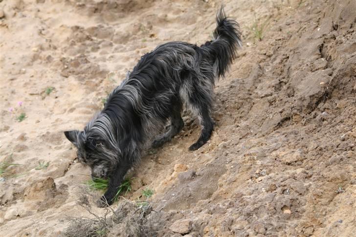 Pyrenæisk hyrdehund Coby Blue - Ude og klatre billede 7