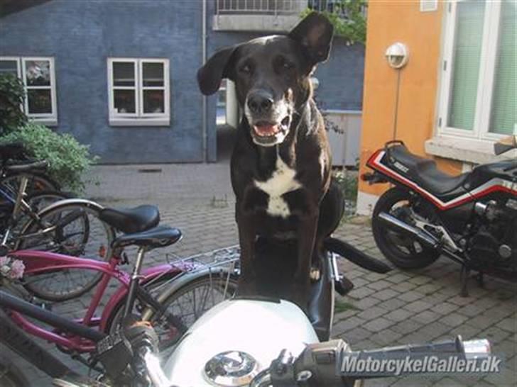 Blanding af racer Nova 1 nov.1999- 4 sept.2015 - Min seje biker hund. billede 15