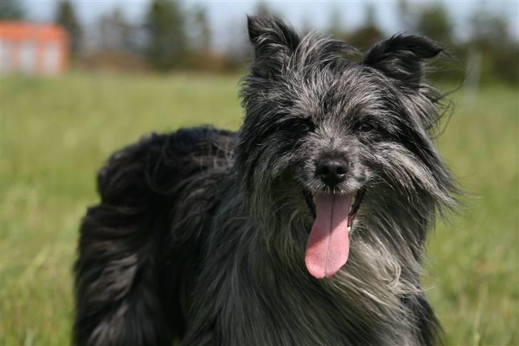 Pyrenæisk hyrdehund Coby Blue - Coby 3 år billede 8