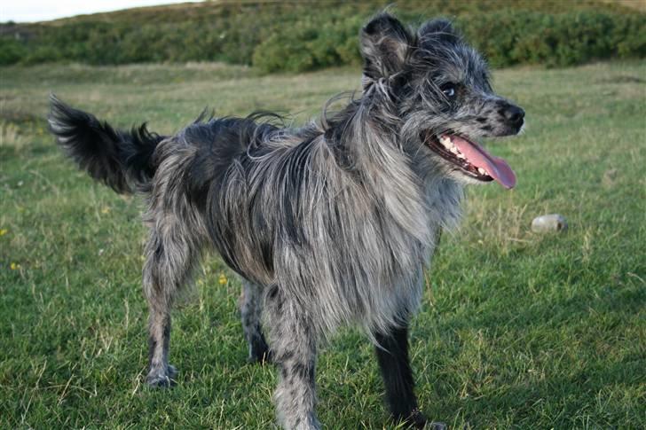 Pyrenæisk hyrdehund Coby Blue - Coby 1 år billede 9