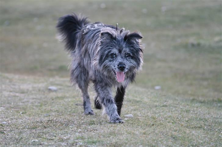 Pyrenæisk hyrdehund Coby Blue - Coby 14. april 08 billede 10