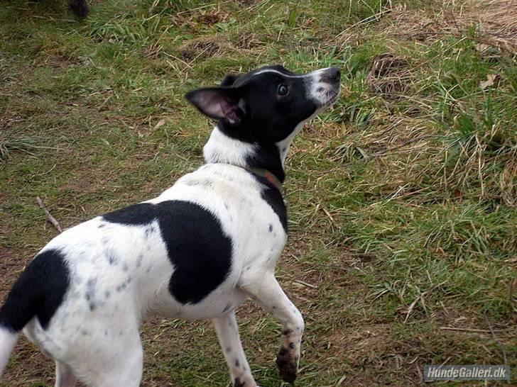 Dansk svensk gaardhund Aslan billede 6
