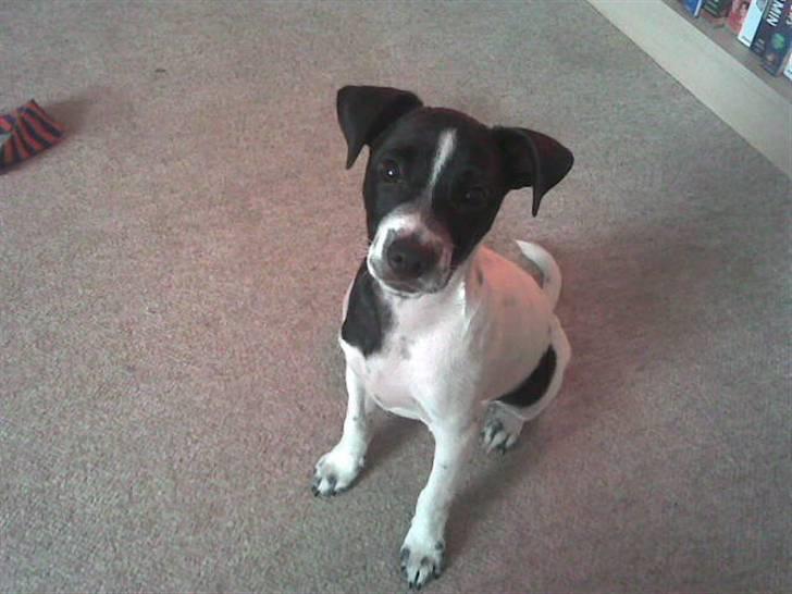 Dansk svensk gaardhund Aslan billede 7