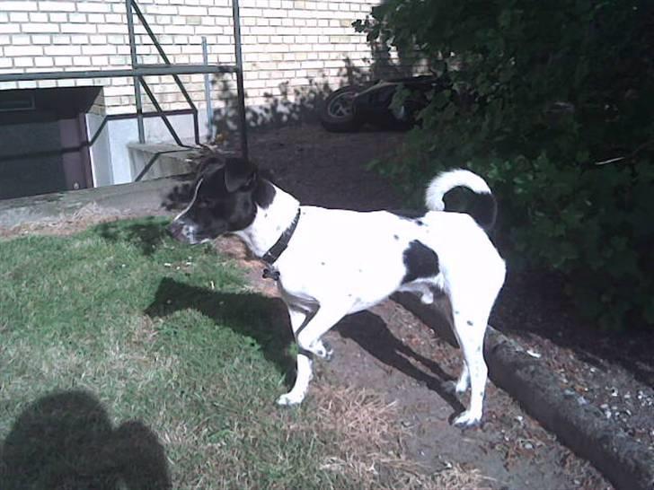 Dansk svensk gaardhund Aslan billede 8