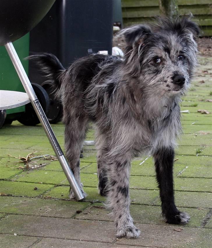 Pyrenæisk hyrdehund Coby Blue - Coby  billede 11