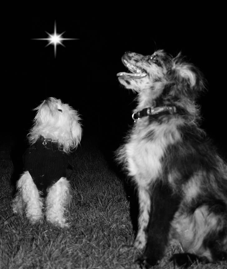 Pyrenæisk hyrdehund Coby Blue - Miki og Coby billede 12