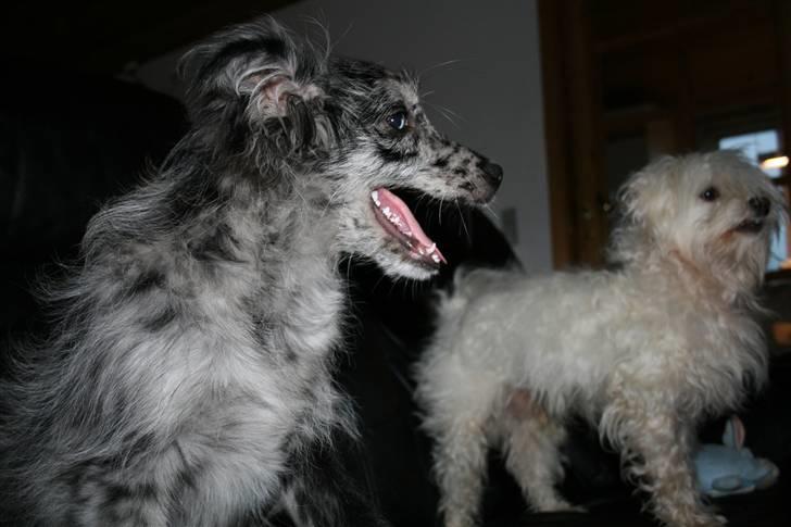 Pyrenæisk hyrdehund Coby Blue - To frække hunde ;-) billede 13