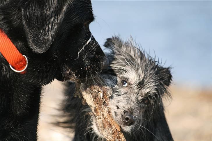 Pyrenæisk hyrdehund Coby Blue - Coby leger med Buller billede 14