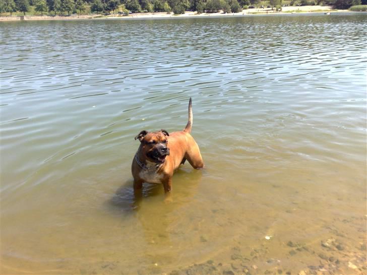 Staffordshire bull terrier Dora (ikk min mere) - haløjsa smukke;) billede 2