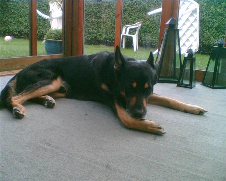 Schæferhund King *R.I.P* - AVAVAV er lige blevet opereret i poten, så jeg vil hele tiden klø!!! billede 13