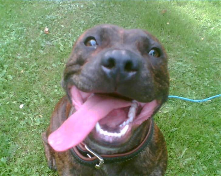 Staffordshire bull terrier Emika *RIP* billede 7