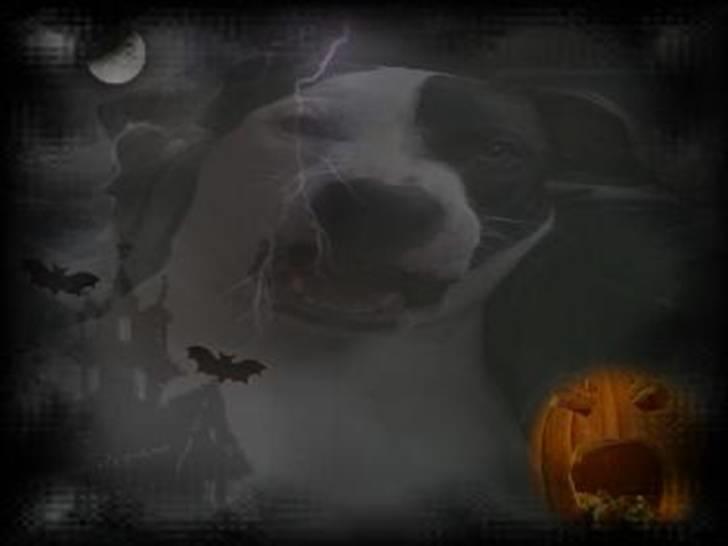 Amerikansk staffordshire terrier Goldie billede 1