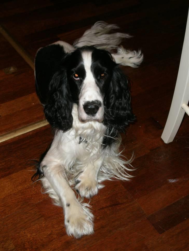 Cocker spaniel Rocky billede 1