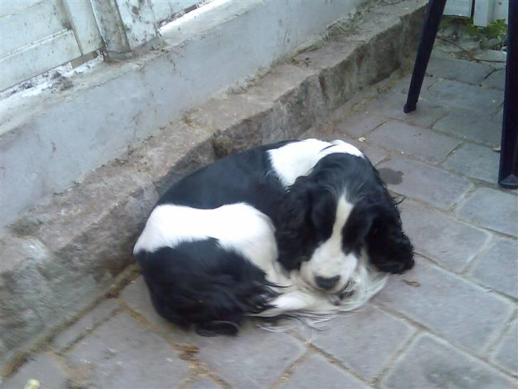 Cocker spaniel Rocky billede 3