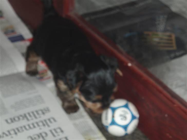 Yorkshire terrier Alfred billede 15