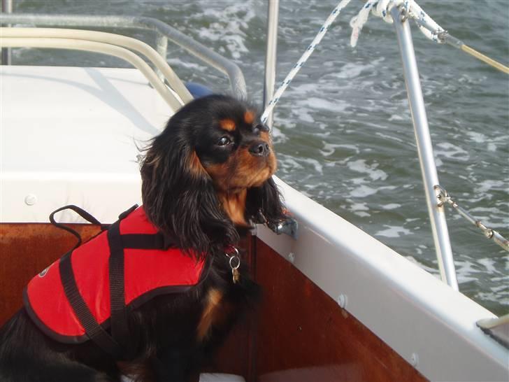 Cavalier king charles spaniel Blue Magic Nikky Lee RIP 30-6 2017 - sommer 07 det er bare dejligt billede 1