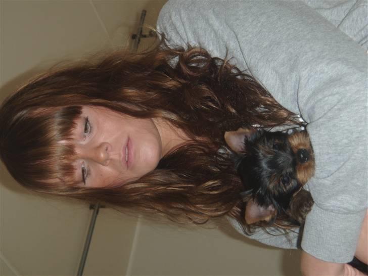 Yorkshire terrier Alfred billede 16