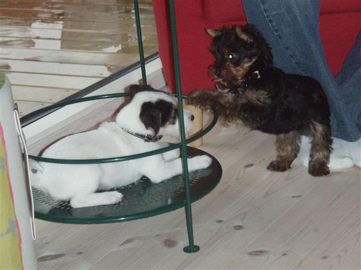 Yorkshire terrier Alfred billede 17