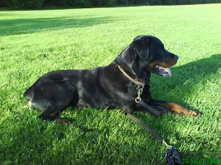 Rottweiler Zenta billede 1