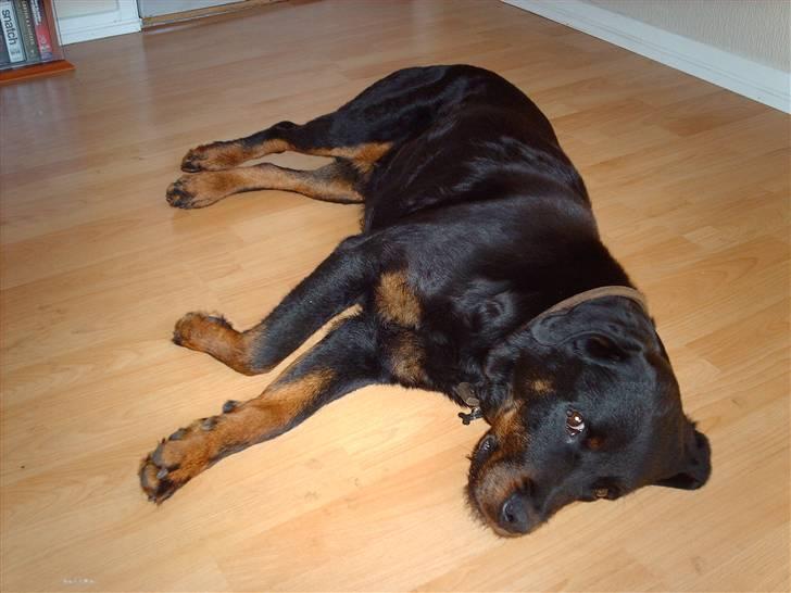 Rottweiler Zenta - det er dejligt at putte efter en gå tur billede 2