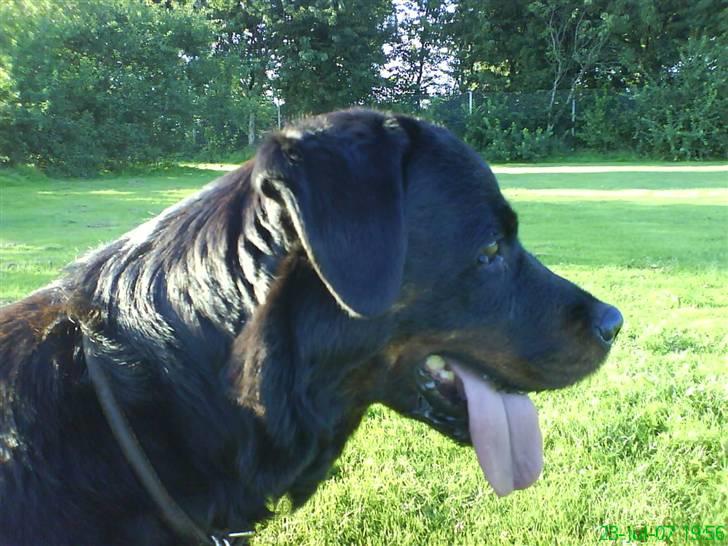 Rottweiler Zenta - profil billede billede 3